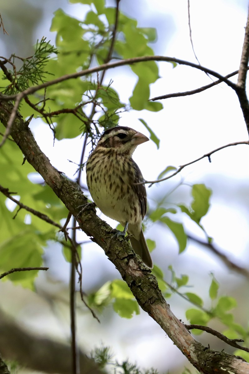 Rose-breasted Grosbeak - ML618915104