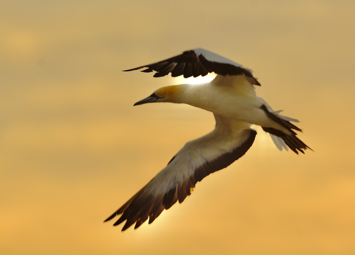 Australasian Gannet - ML618915134