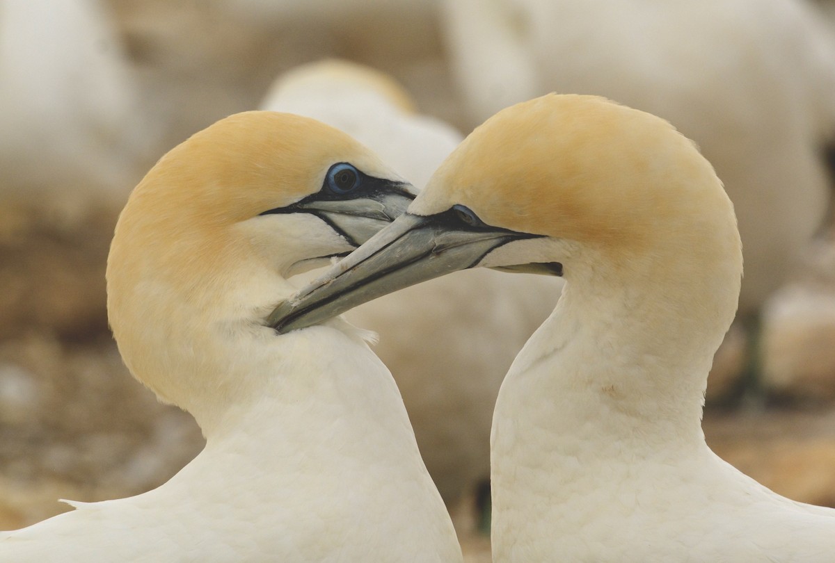 Australasian Gannet - ML618915135