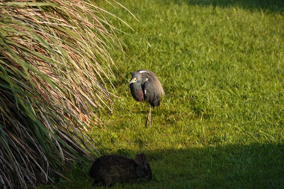 Tricolored Heron - David Rubenstein