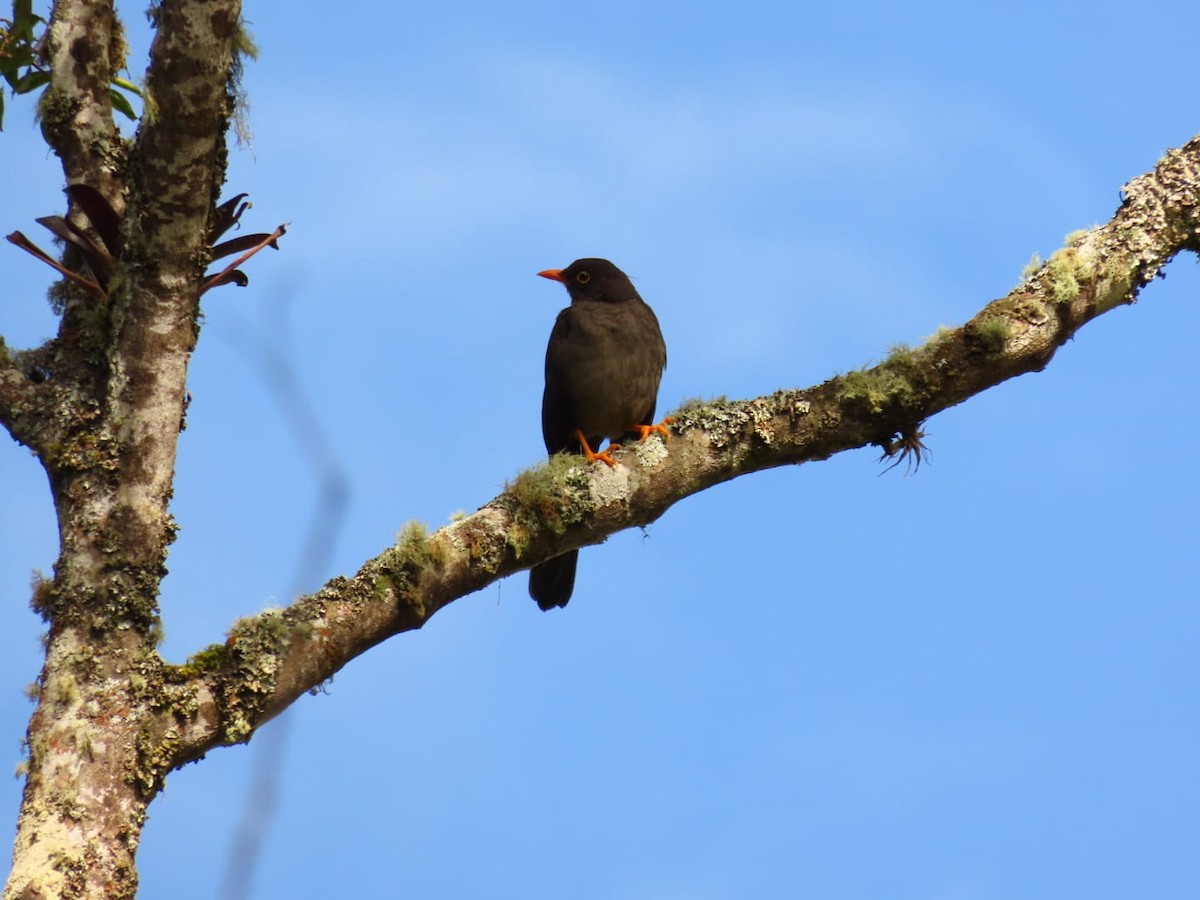 Great Thrush - Miguel Farfan Jimenez