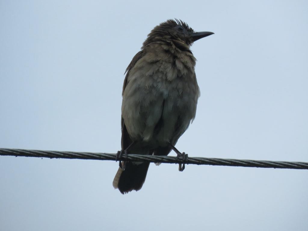 Clay-colored Thrush - ML618915149