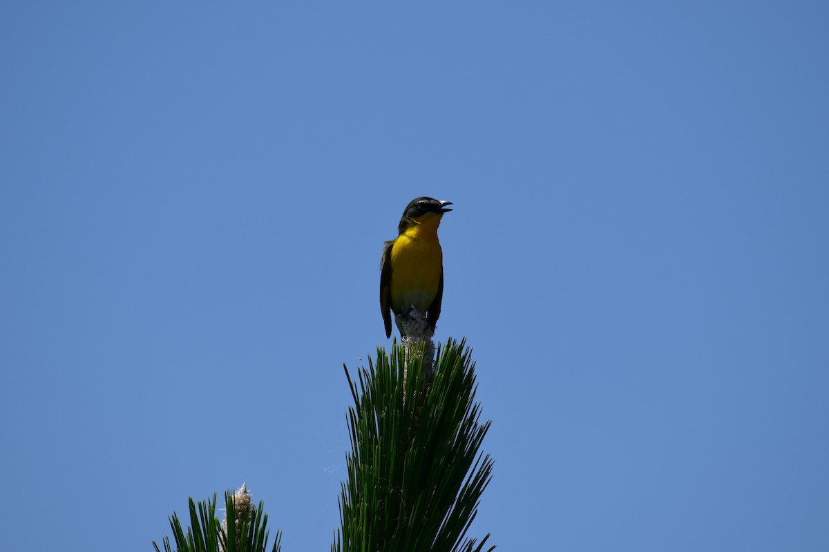 Yellow-breasted Chat - ML618915166