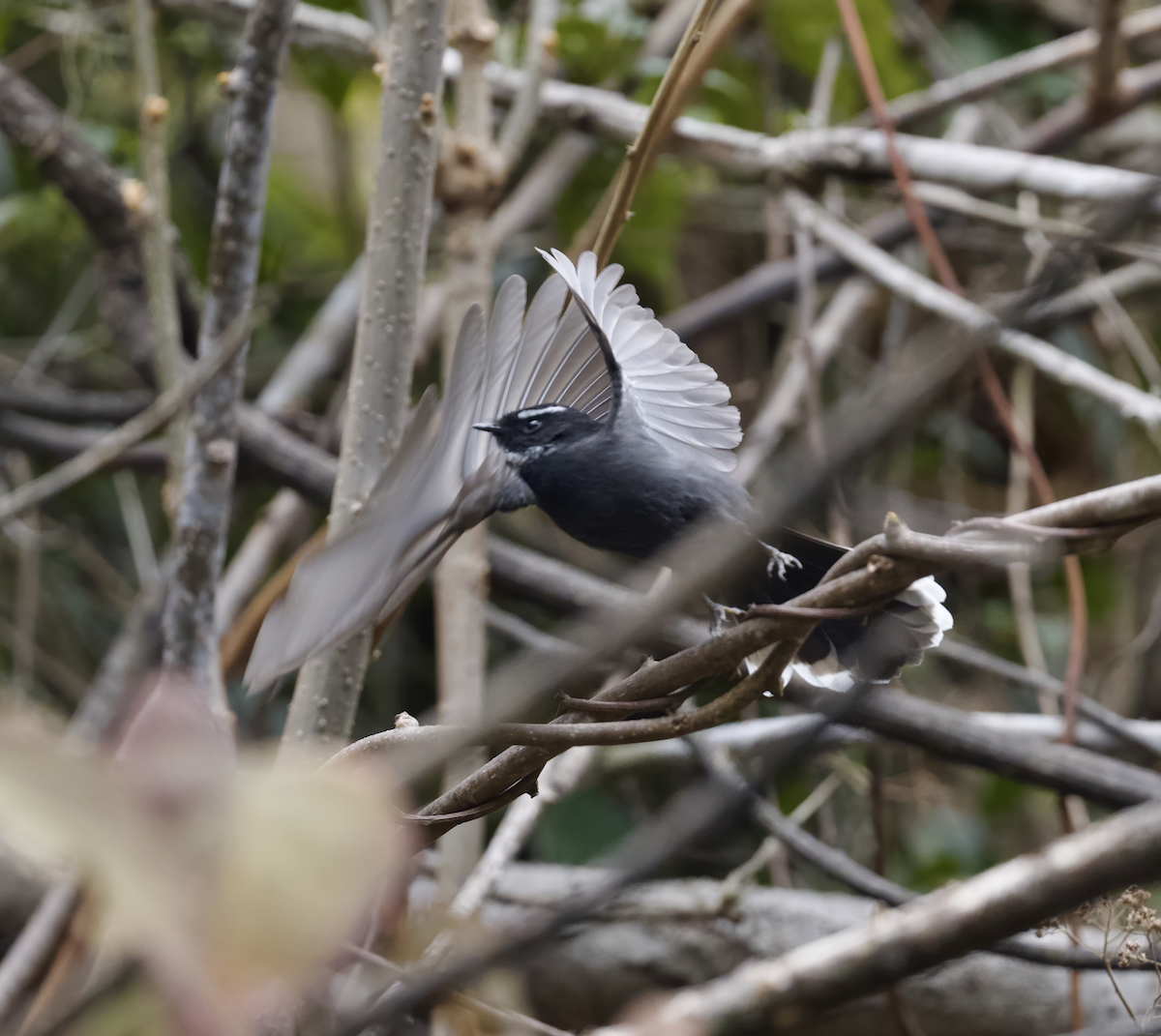 White-throated Fantail - Joseph Tobias