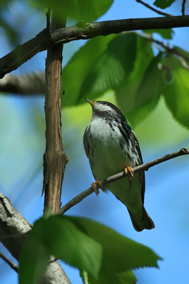 Blackpoll Warbler - Anonymous