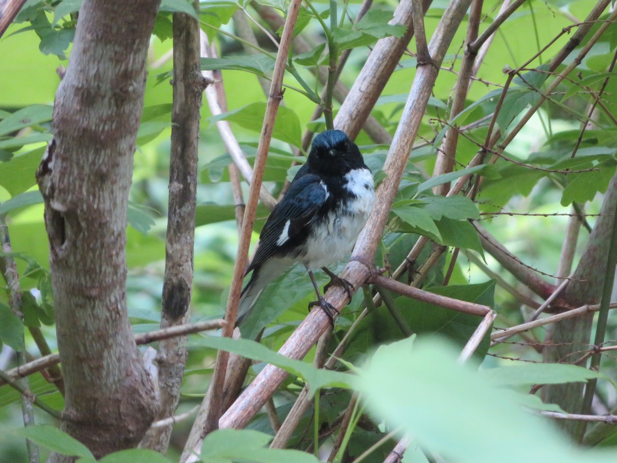 Black-throated Blue Warbler - Deb Caron