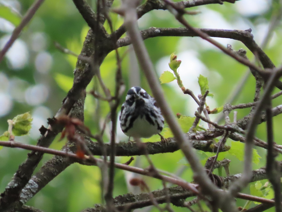 Black-and-white Warbler - ML618915207