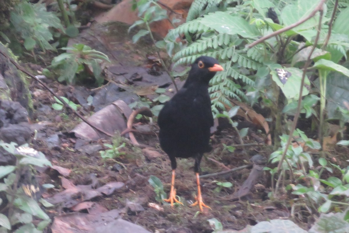 Glossy-black Thrush - ML618915209