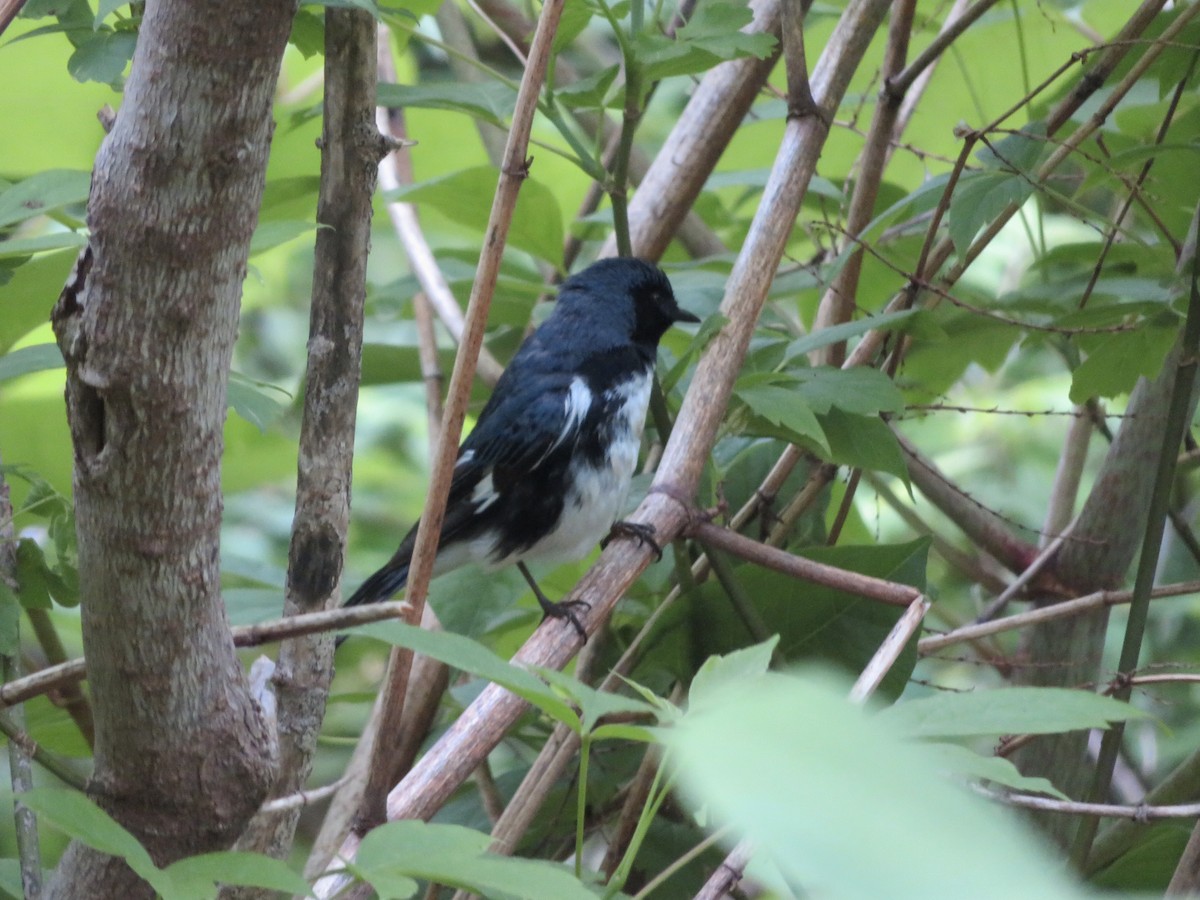Black-throated Blue Warbler - Deb Caron