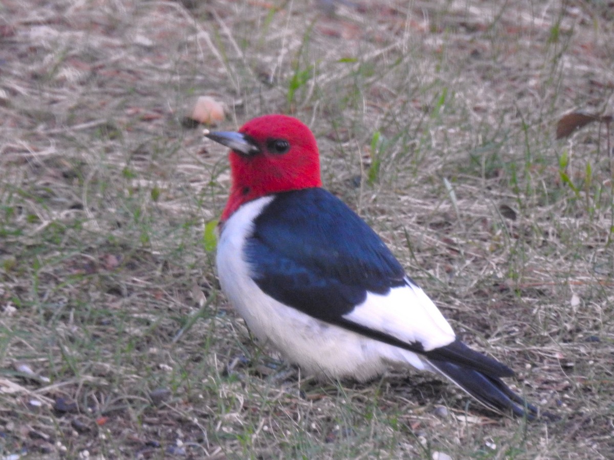 Red-headed Woodpecker - Don Hoppe