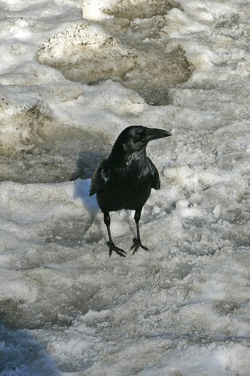 Common Raven - William Clark
