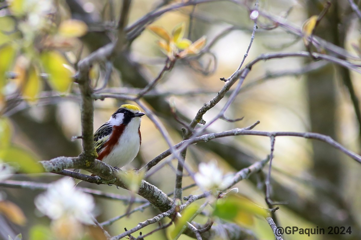 Chestnut-sided Warbler - Guy Paquin