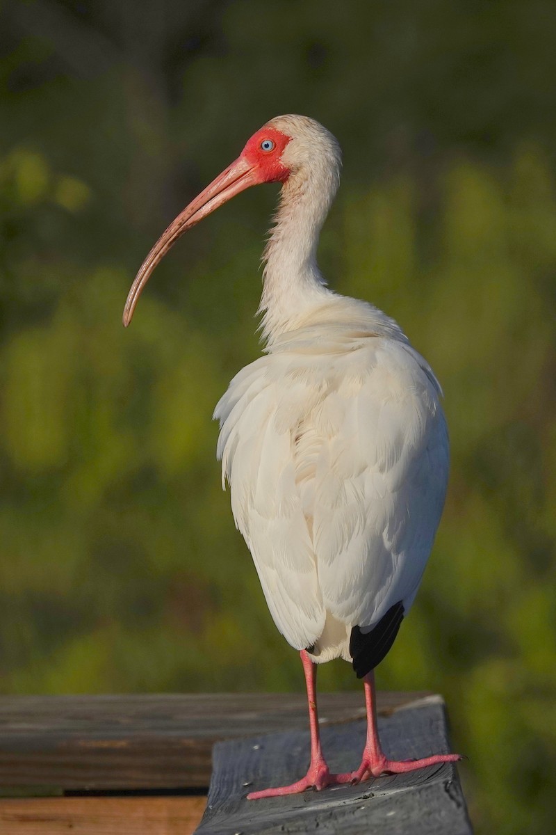 White Ibis - ML618915295