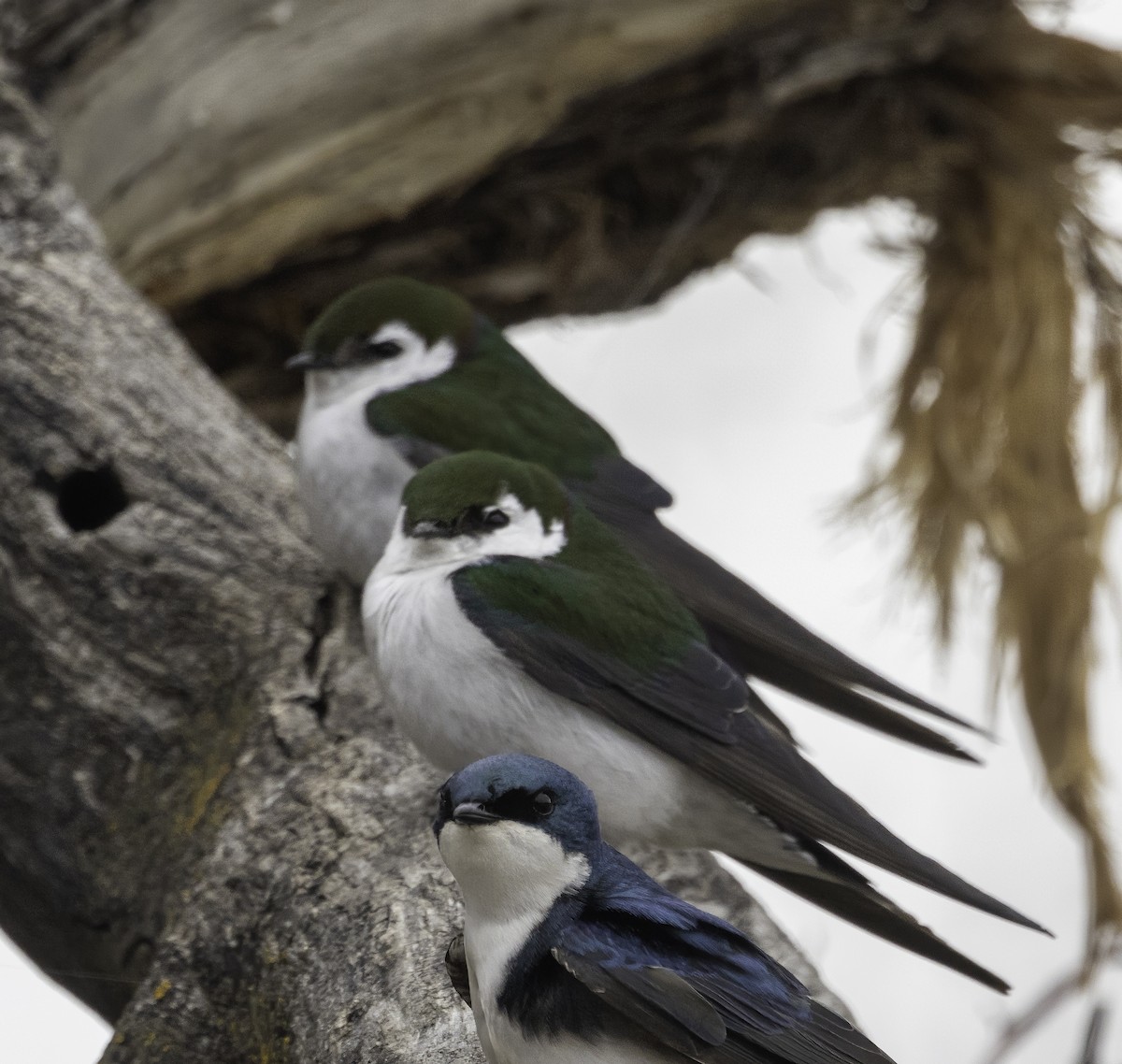 Violet-green Swallow - Gary Kurtz