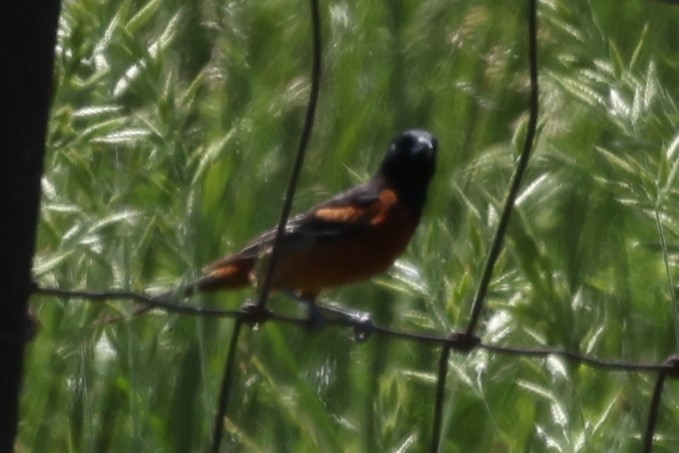 Orchard Oriole - Duane Yarbrough