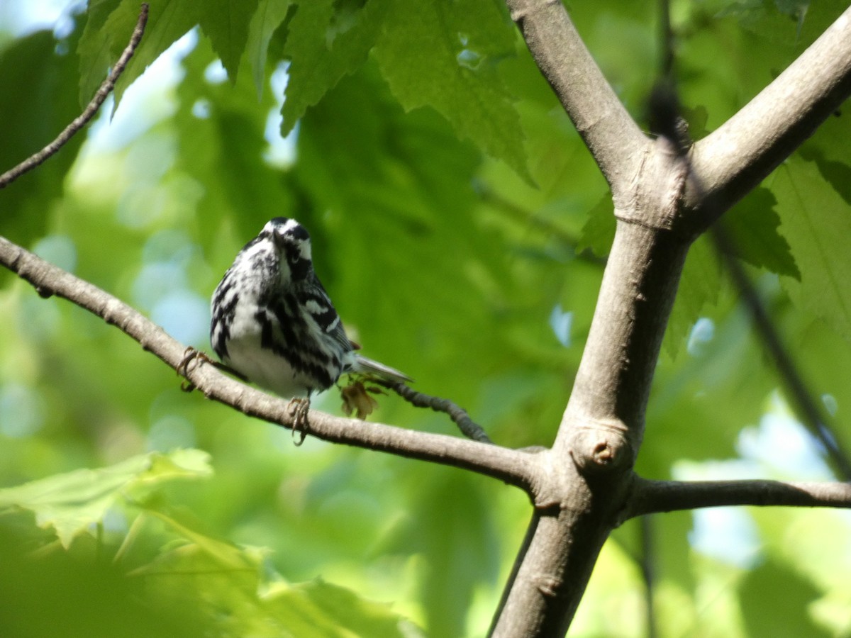 Black-and-white Warbler - Kevin Achtmeyer
