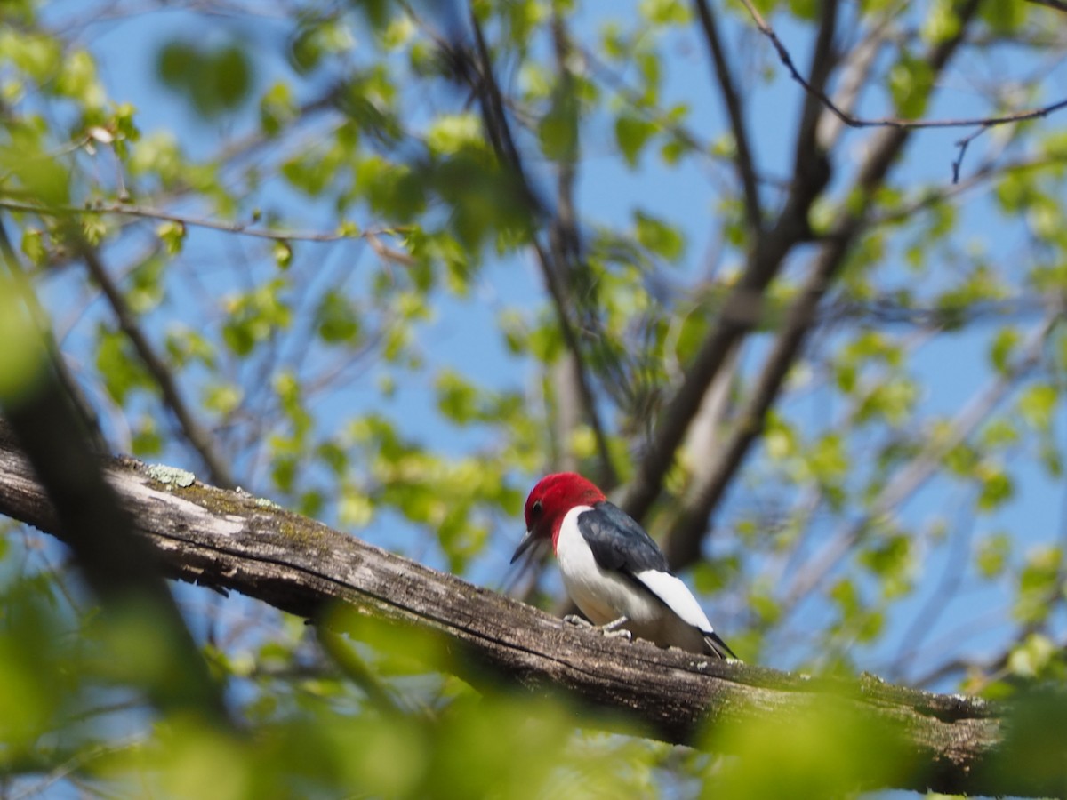 Red-headed Woodpecker - John Hiebert