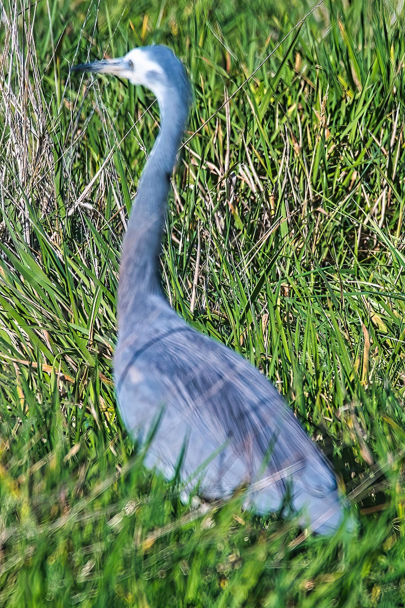 White-faced Heron - Alfons  Lawen