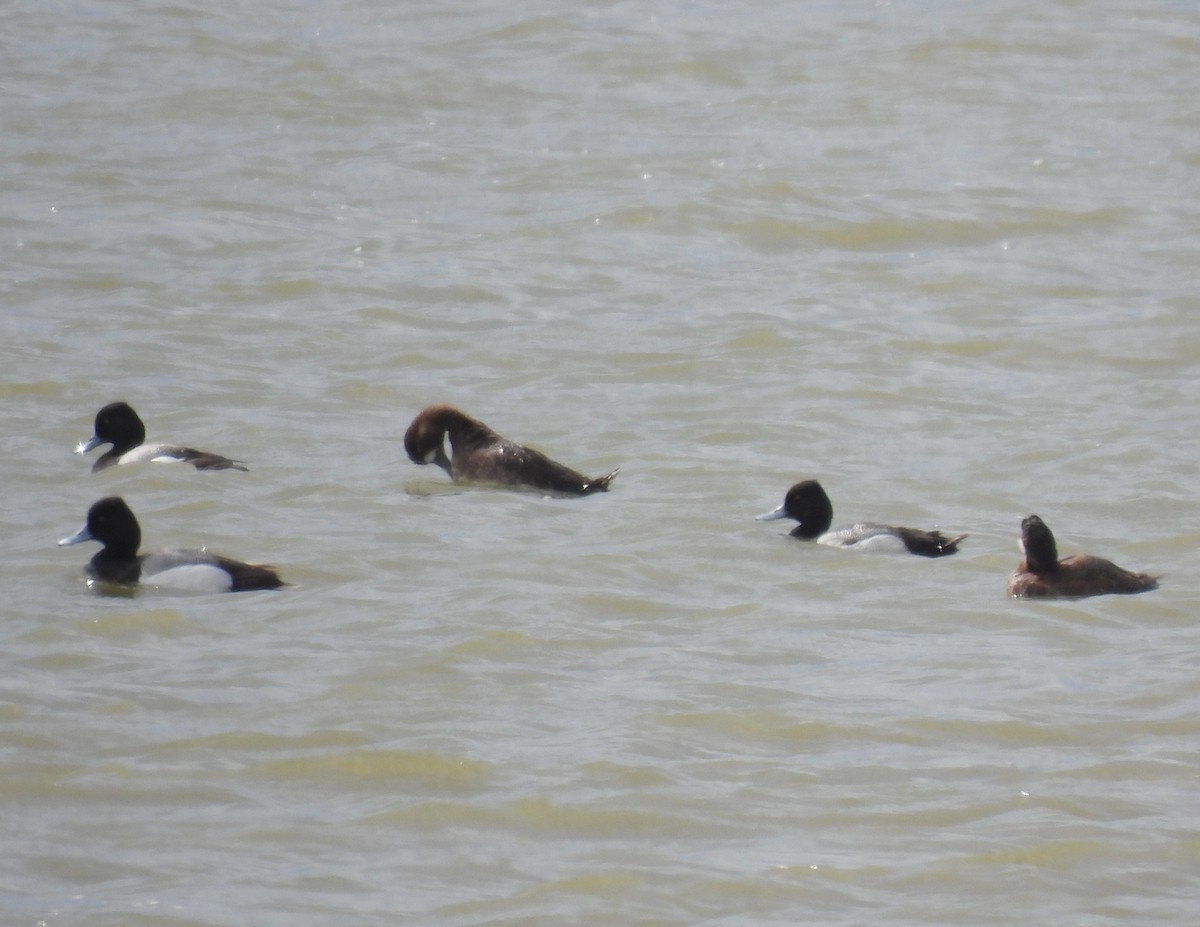 Lesser Scaup - Jay Solanki