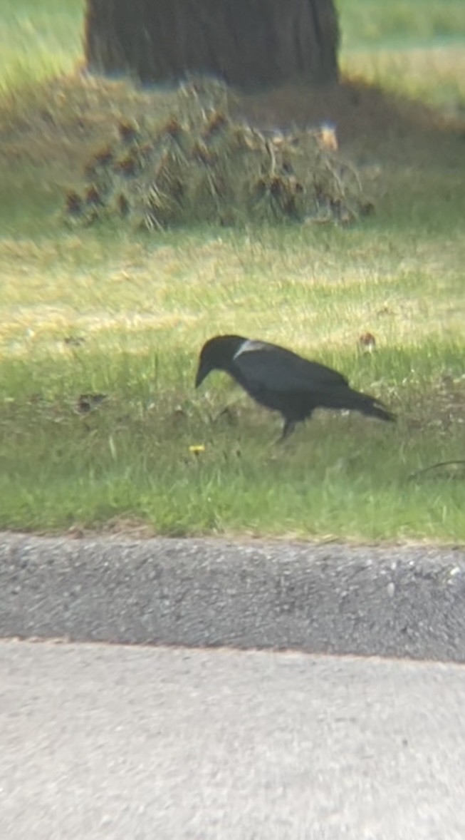 American Crow - ML618915346