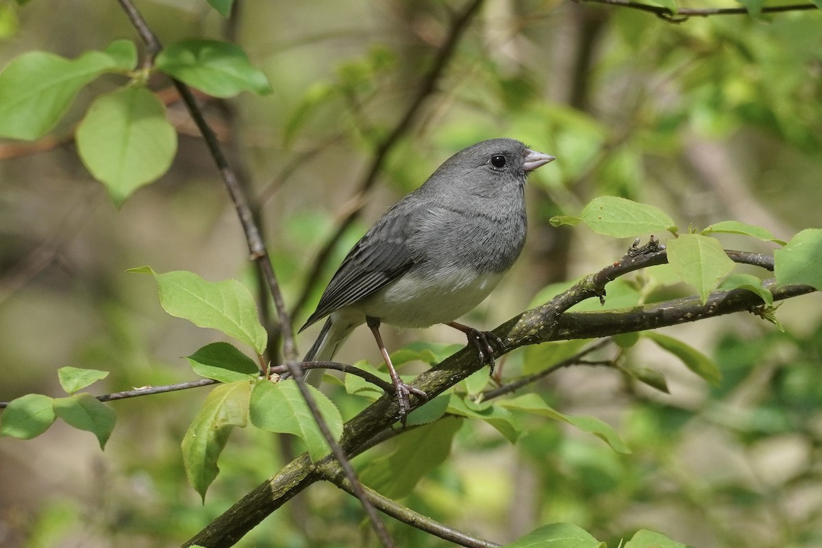 Dark-eyed Junco - ML618915362