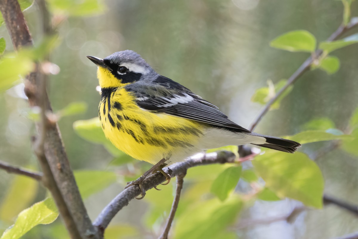 Magnolia Warbler - ML618915372