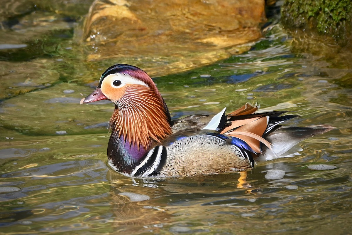 Mandarin Duck - Philipp Lütscher