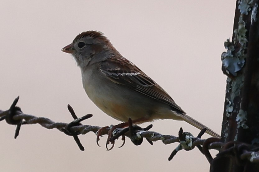 Field Sparrow - Duane Yarbrough
