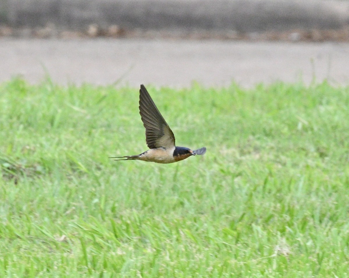 Barn Swallow - Richard Verm