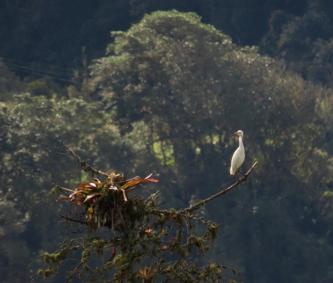 Western Cattle Egret - Miguel Farfan Jimenez