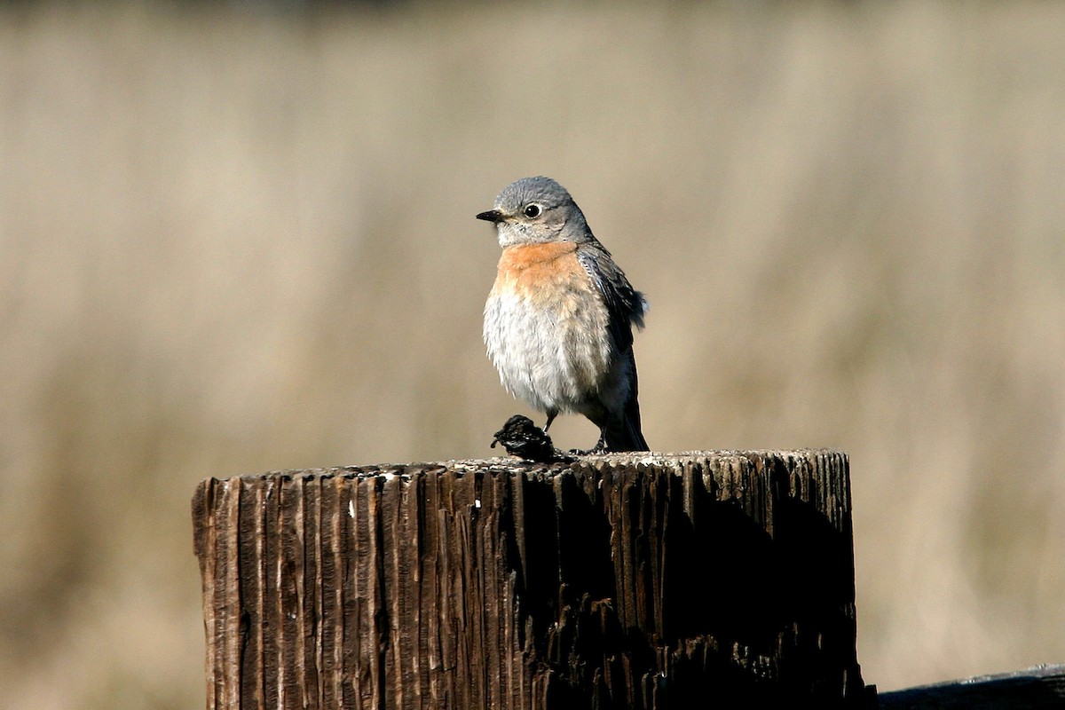 Western Bluebird - ML618915392