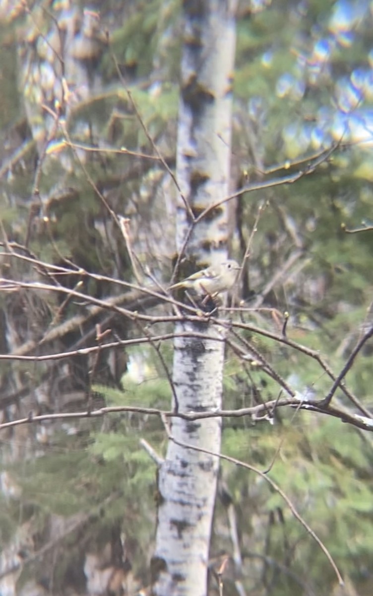 Ruby-crowned Kinglet - Zakary L’Abbé-Larivière