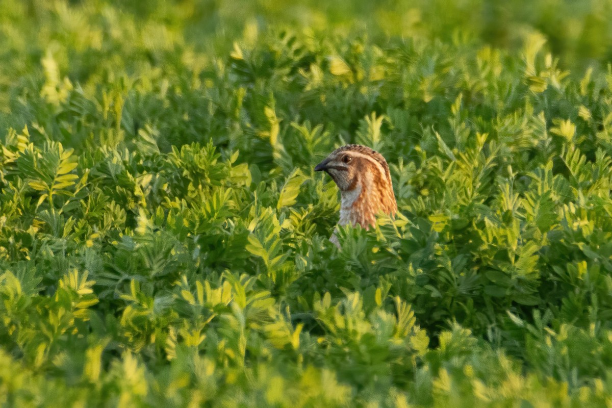 Common Quail - Alejandro Sanz