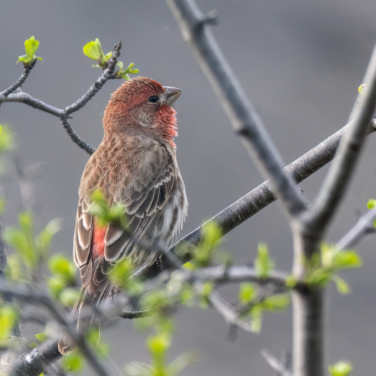 House Finch - Danielle  A