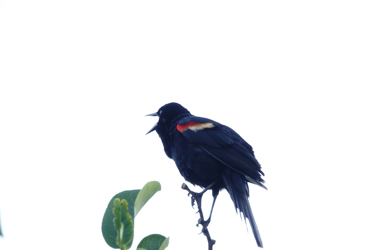 Red-winged Blackbird - David Rubenstein