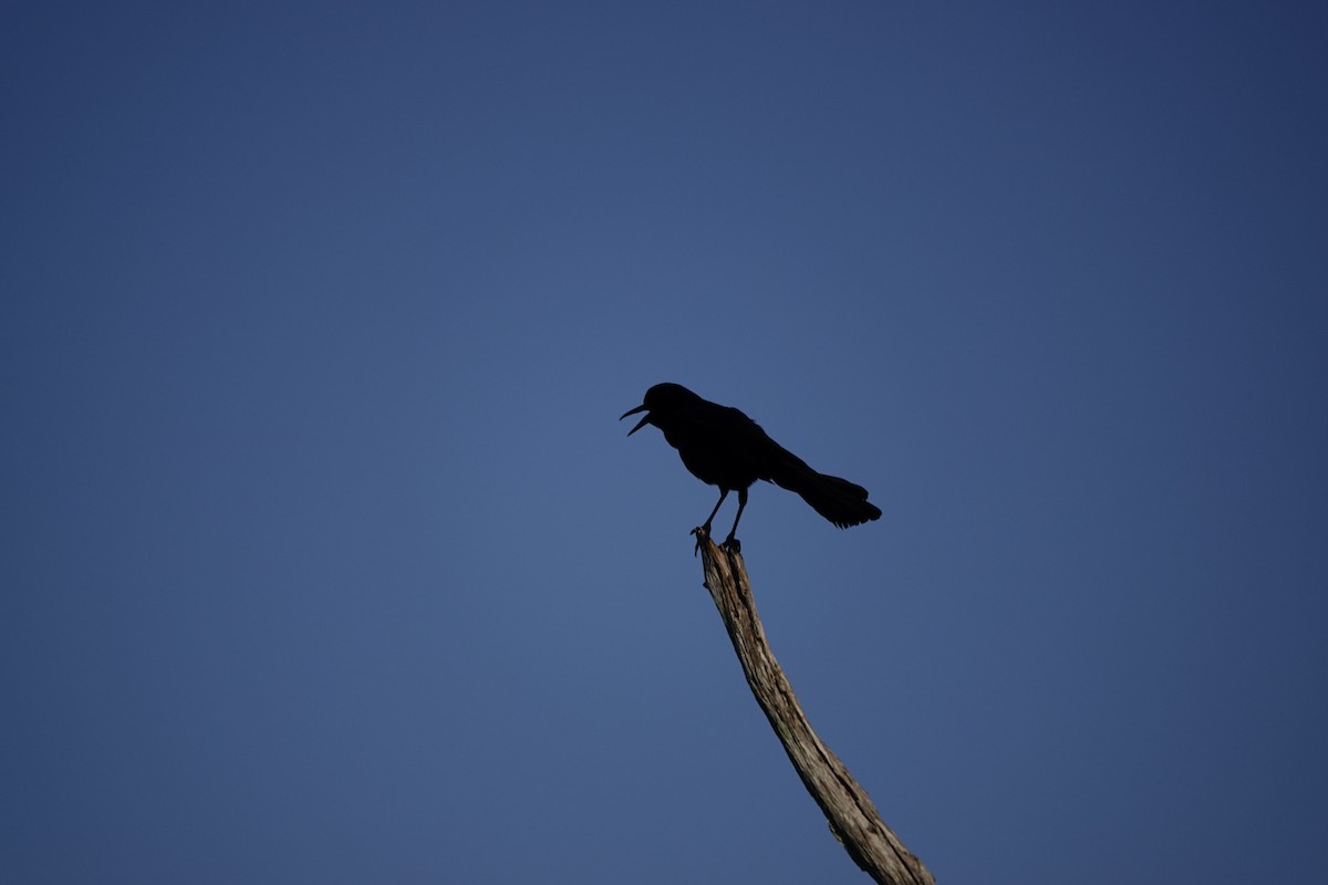 Red-winged Blackbird - David Rubenstein