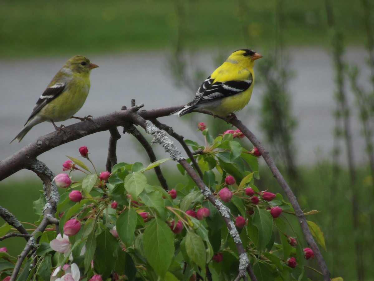 American Goldfinch - Marg Forde
