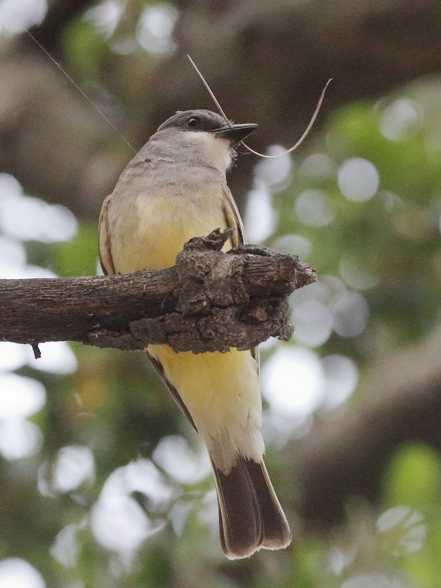 Cassin's Kingbird - Jeffrey Fenwick