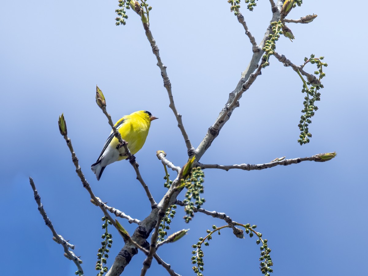 American Goldfinch - Danielle  A