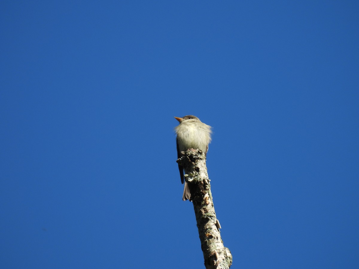 Eastern Wood-Pewee - Cynthia Nickerson