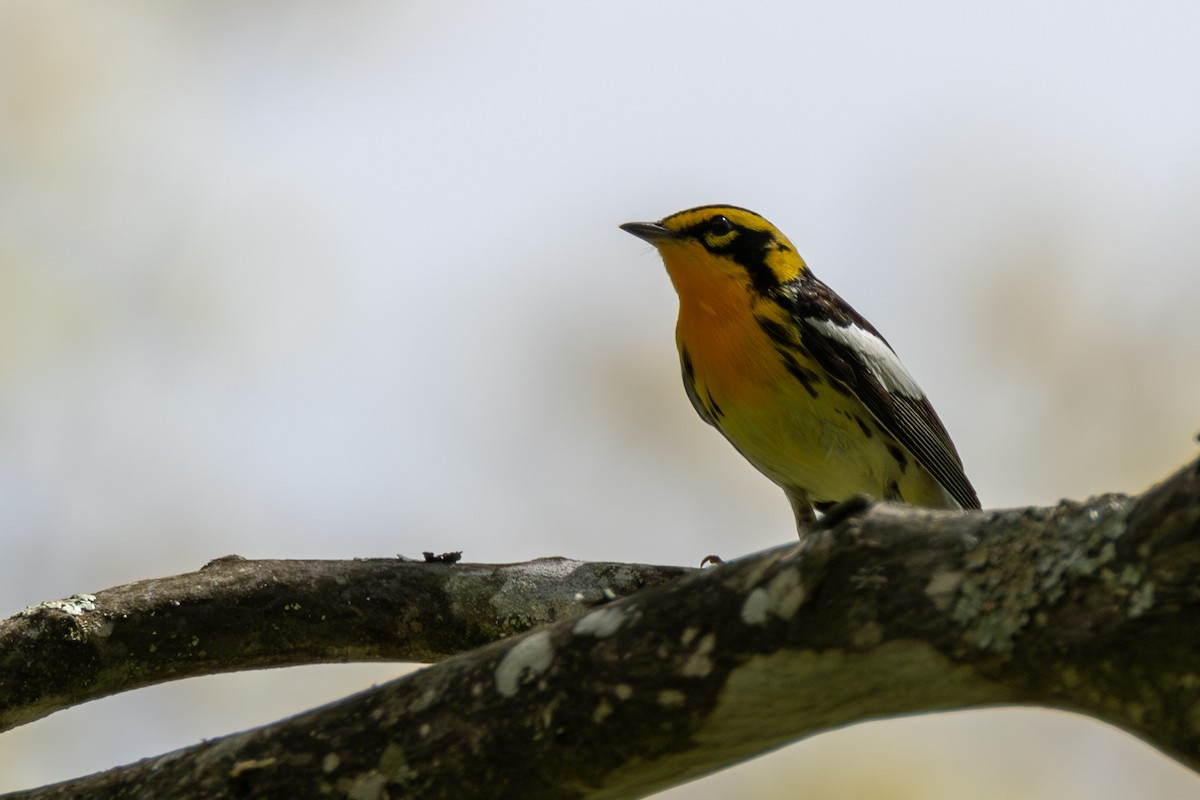 Blackburnian Warbler - Tom Blevins