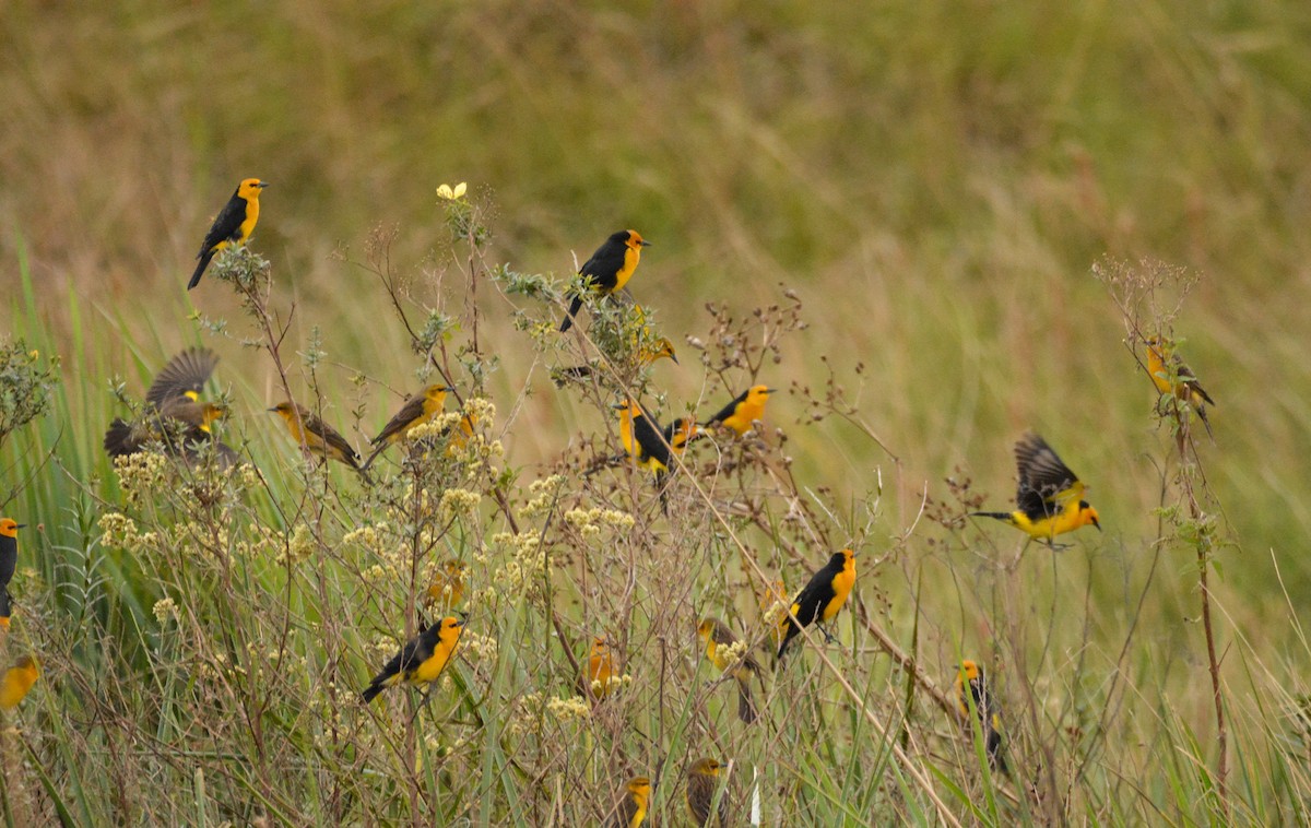 Saffron-cowled Blackbird - Silmar Primieri