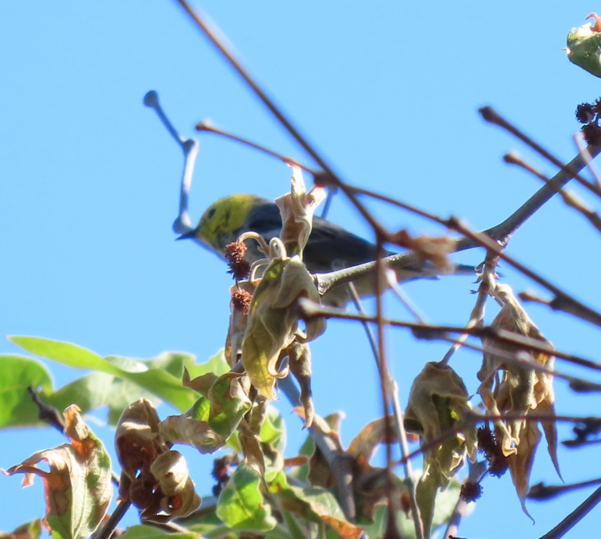 Hermit Warbler - ML618915516