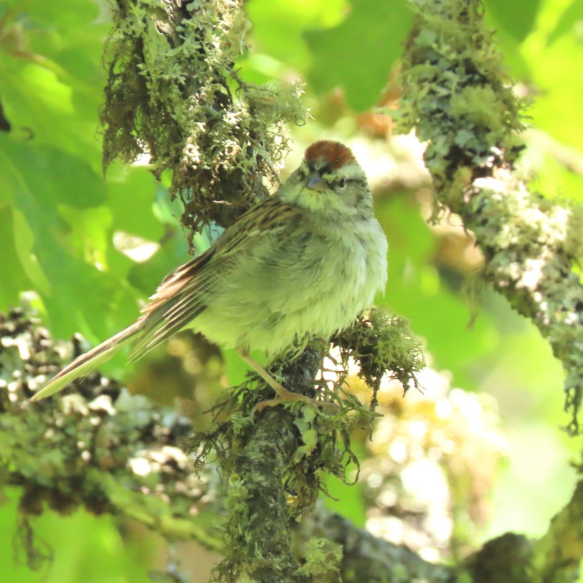 Chipping Sparrow - ML618915519