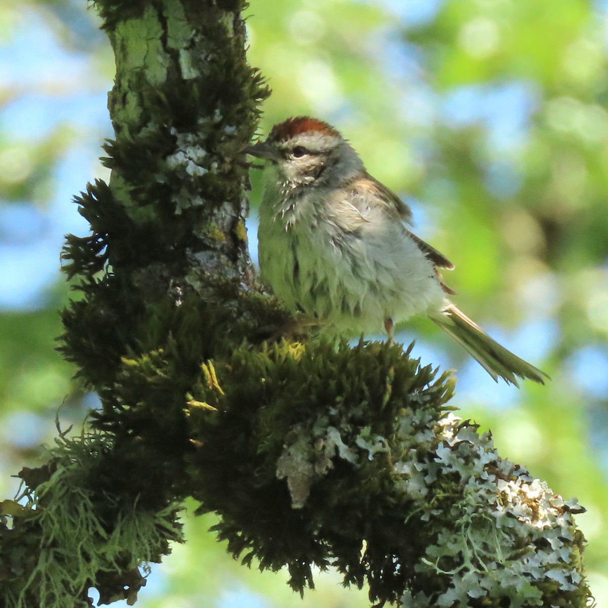 Chipping Sparrow - Joan Baker