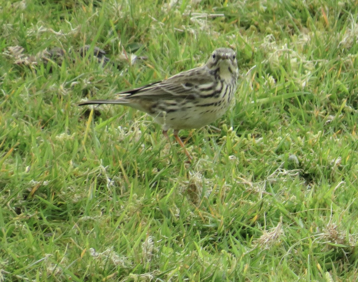 Meadow Pipit - Sally Bergquist