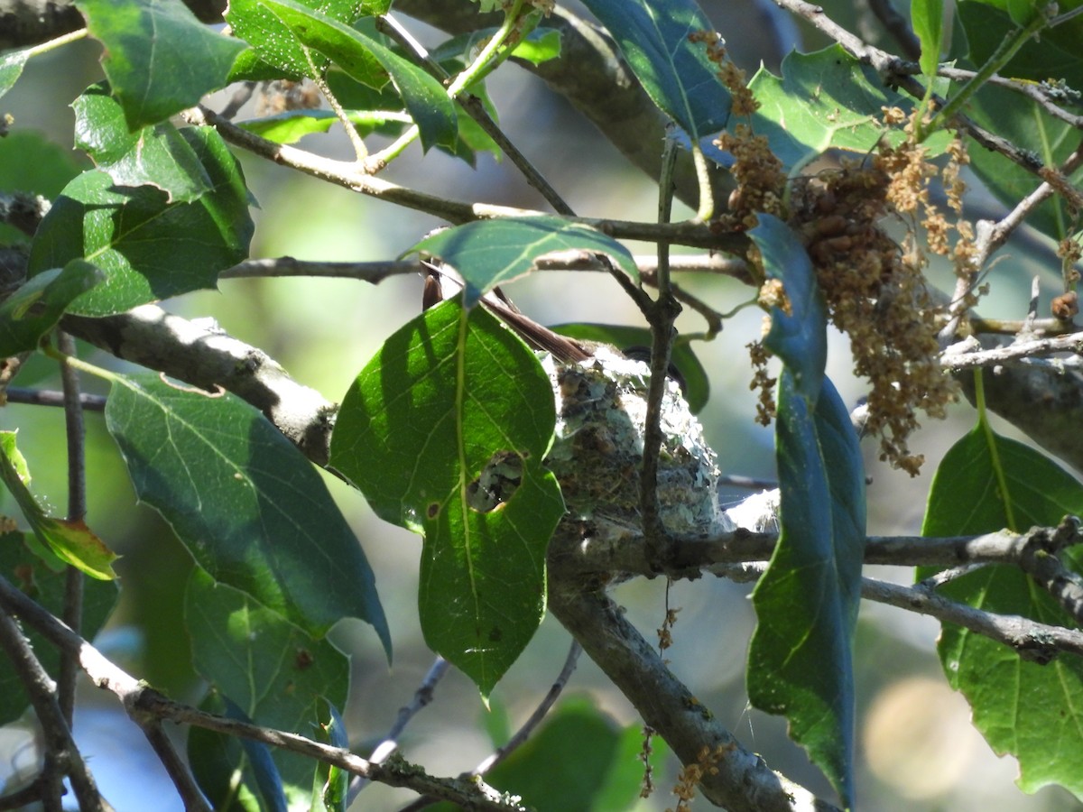 Anna's Hummingbird - ML618915536