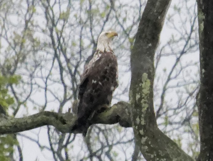 Bald Eagle - David Hoag