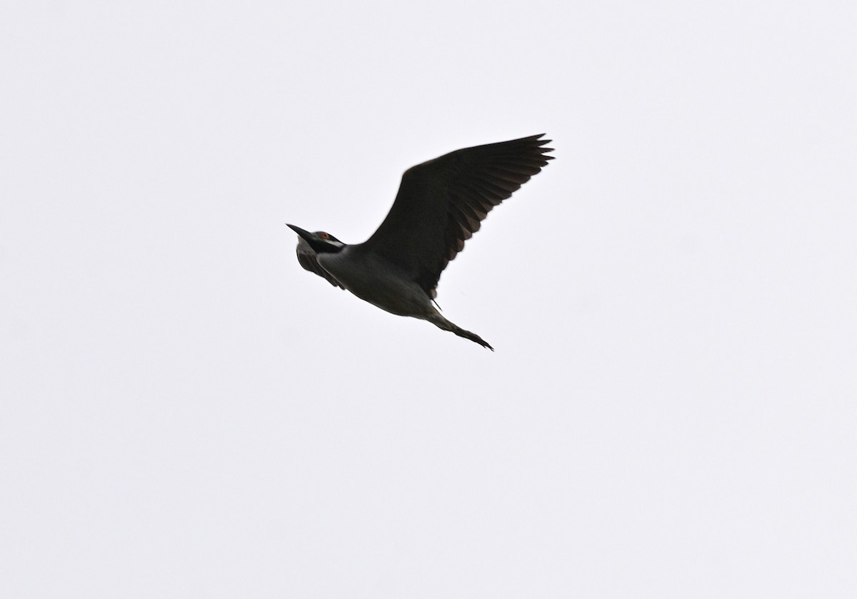 Yellow-crowned/Black-crowned Night Heron - Richard Verm