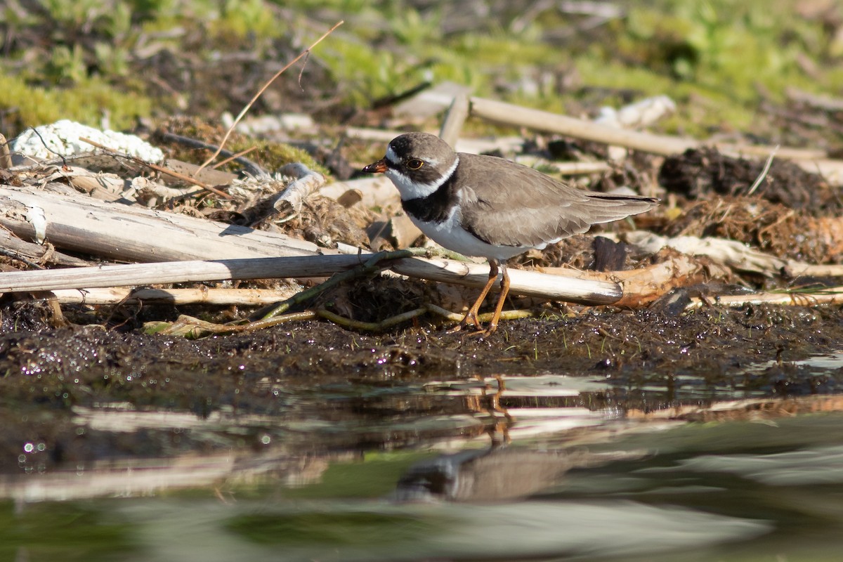 Semipalmated Plover - ML618915604